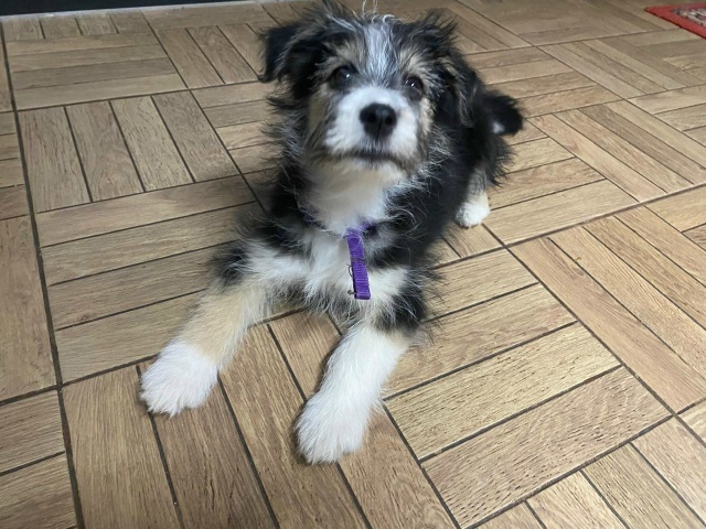 Ищем дом для этой малышки.
Девочка, примерно 3 месяца. Б?...