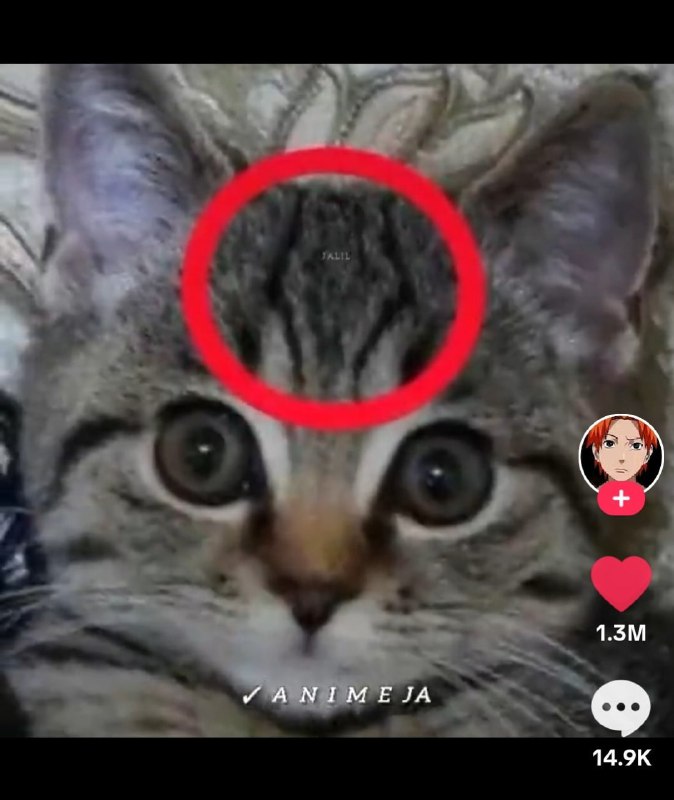 😈Кот Сукуны