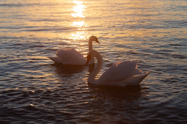 Лебединое утро!
29.10.2025
Евпатория ❤ Набережная им. Тер...
