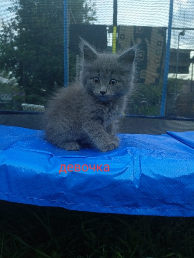 Отдам только в ооочень добрые руки маленькую дымчатую ...