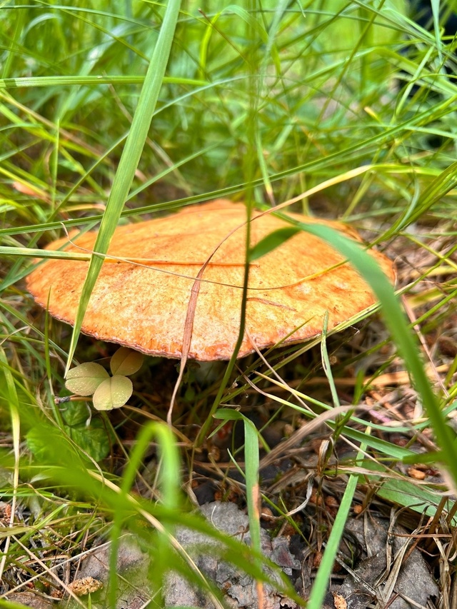 🌲☀Отдохните душой и телом на турбазе 