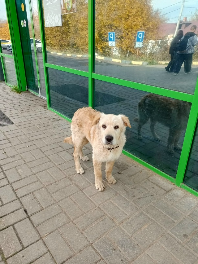Пристраивается щенок. Кобель,4 месяца. Очень ласковый,м...