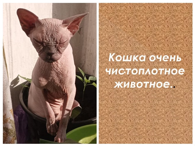 Наша Сарделька чистоплотный агроном.