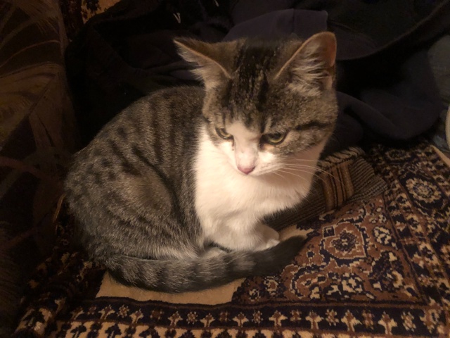 Прибилась кошечка на Суворова .может кто потерял ,себе ...