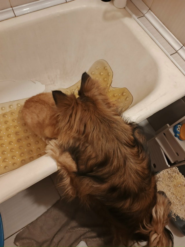 Когда захотел пок****ть в ванне, но карме в виде пса наст...