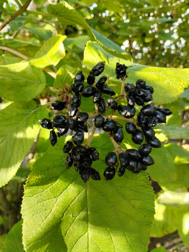 Прогулка по Александрии в тёплый сентябрьский денёк. 27...
