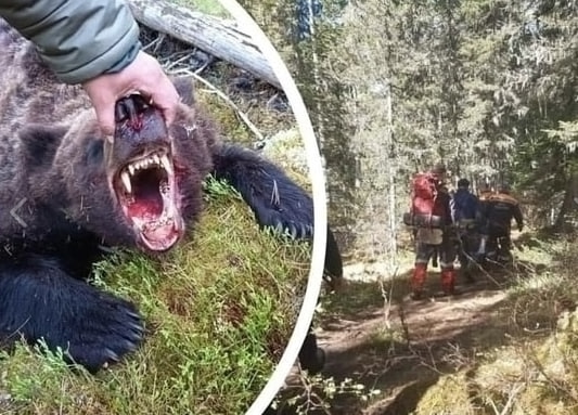 Трагедия в Курганской области: медведь напал на пожило...