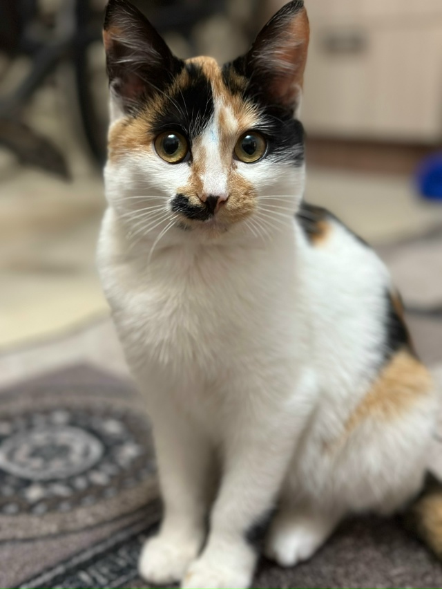 Нашли у дома очень ласковую и ухоженную кошку (район Ря...