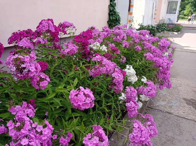 🌸Цветник возле 
