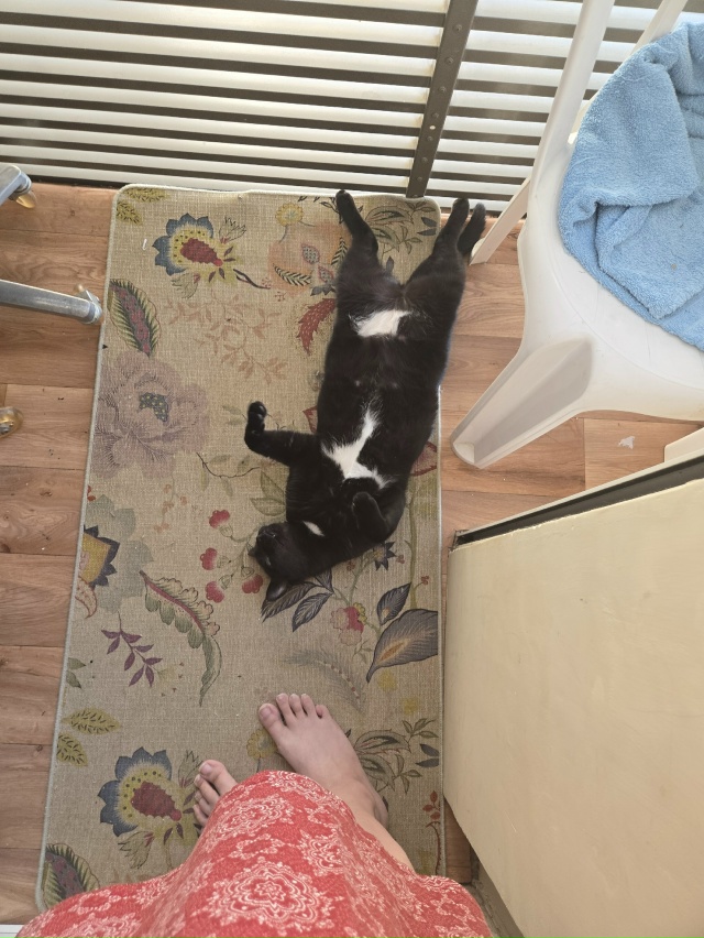 #чёрнаяхтонь греет пузо