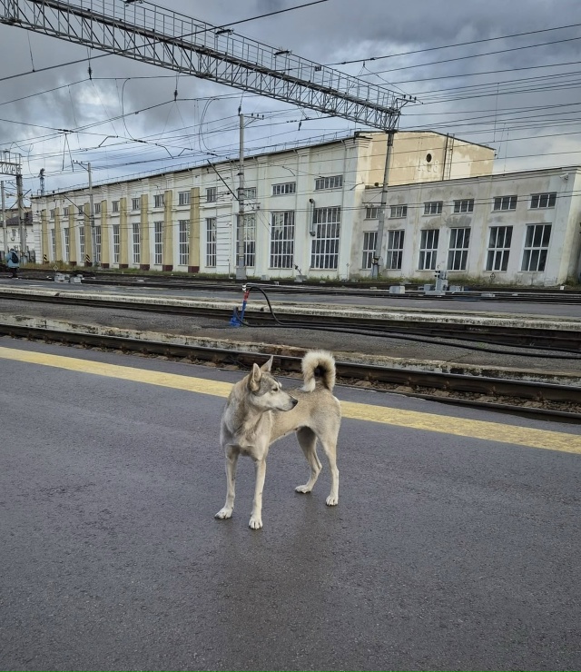 🆘🆘🆘 КАРИ ЗАПАДНО-СИБИРСКАЯ ЛАЙКА
ВОЗМОЖНО ОНА ПОТЕ?...