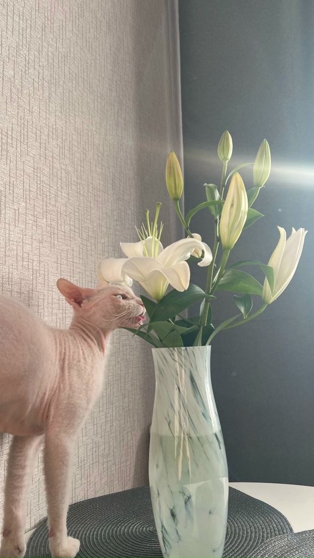 Это Кокос, Донской сфинкс браш. 5 лет с этим чудом, как о?...