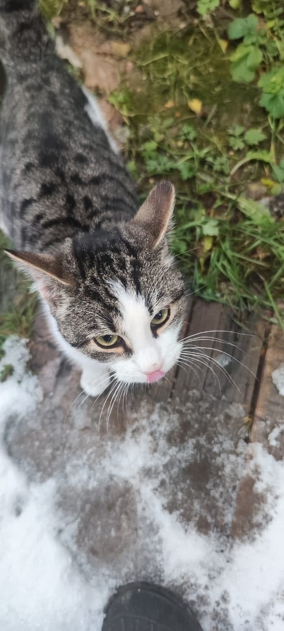Прибилась кошка, ласковая, скорее всего беременная. Те?...