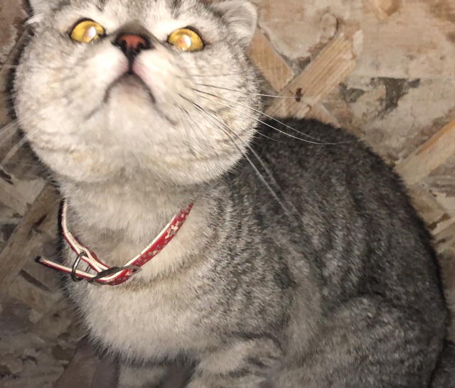 отзовитесь чей кот уже несколько дней сидит в горелой ?...