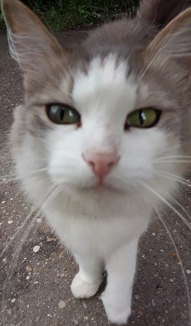 Серый ошейник, кот/кошка, выглядит так словно убежал у ?...