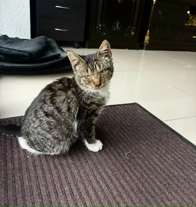 Приблудилась кошечка.
Ласковая, игривая, находится на ...