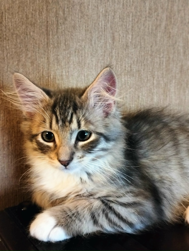 Санкт Петербург и ЛО! Мальчишка Кузя ищет дом и своего ?...