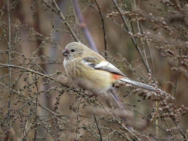 😍В Башкирии заметили редких длиннохвостых снегирей
?...