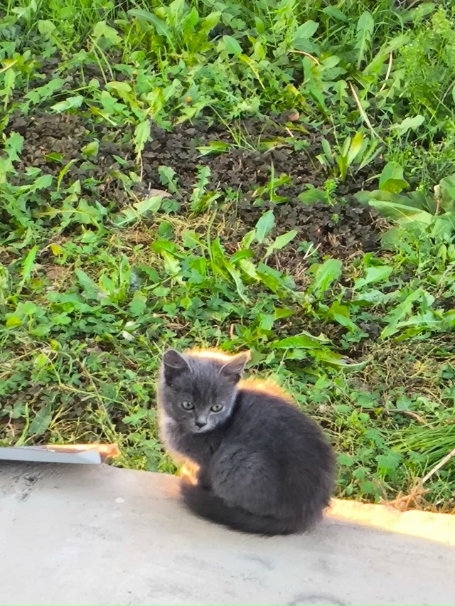 Добрый день, приблудились две кошечки, может кому нибу?...