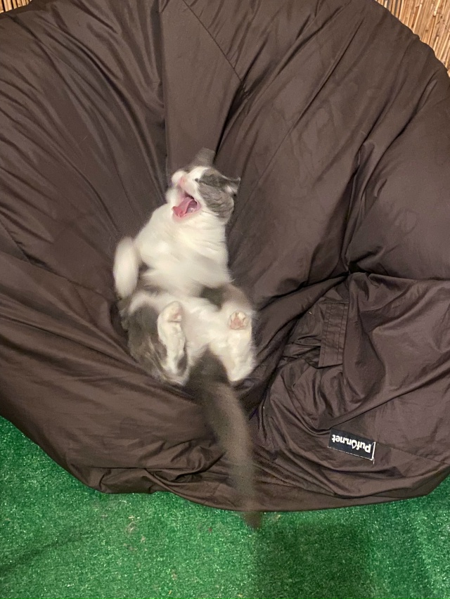 Балконный осенний чилл ?
#мурёнакошечка