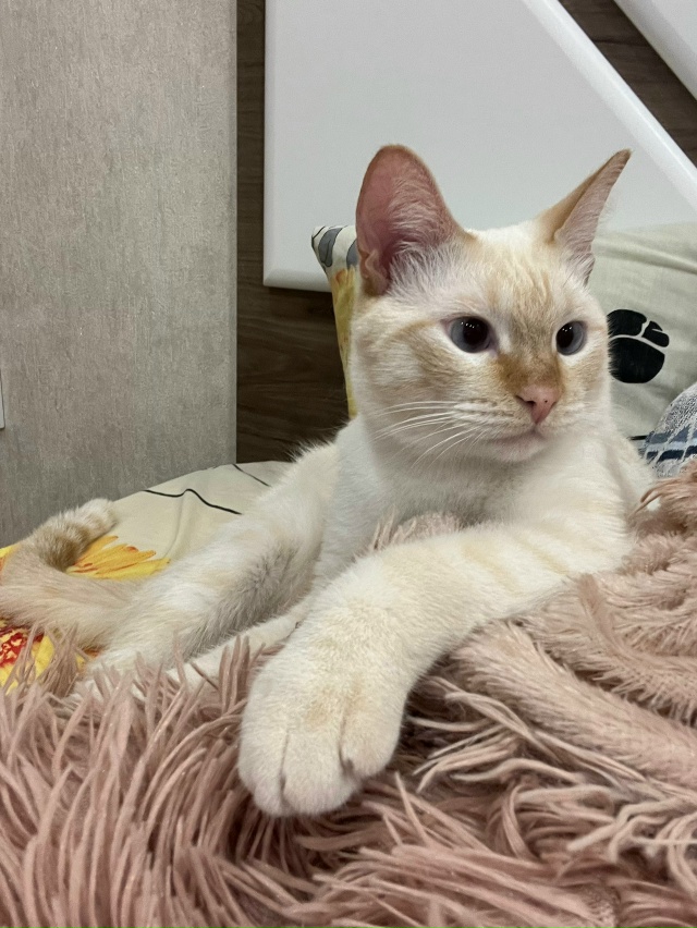 Убежал кот с Пчельника (ул. Мичурина). Раньше на улице н?...