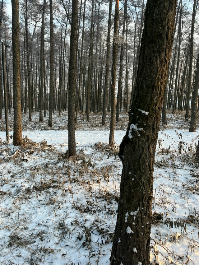 Застрял кот на дереве недалеко от входа в парк возле въ...