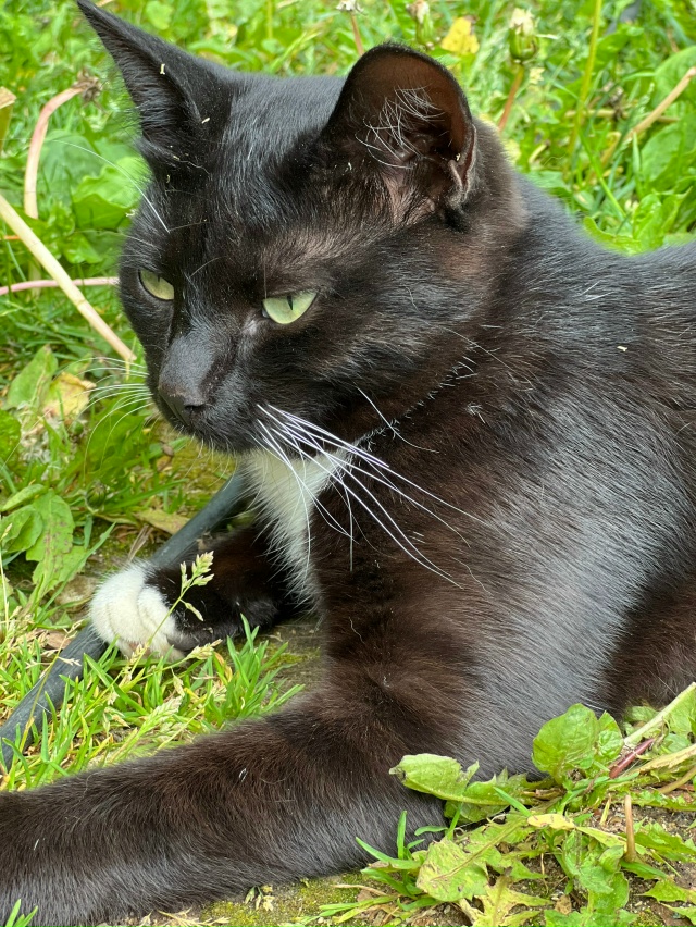 Потерялась молодая кошечка в районе улиц Полевая - Дми...