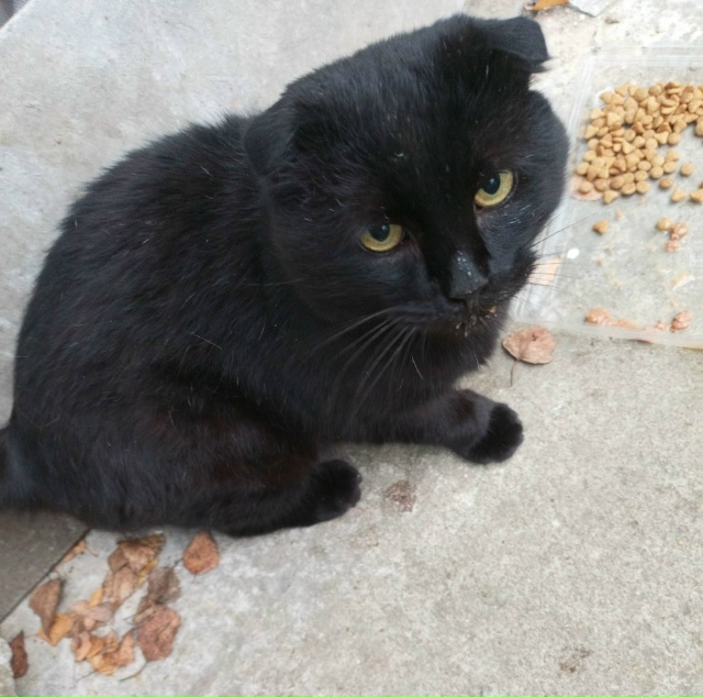 Добрый вечер. Никто не терял котика вислоухого? Напуга?...