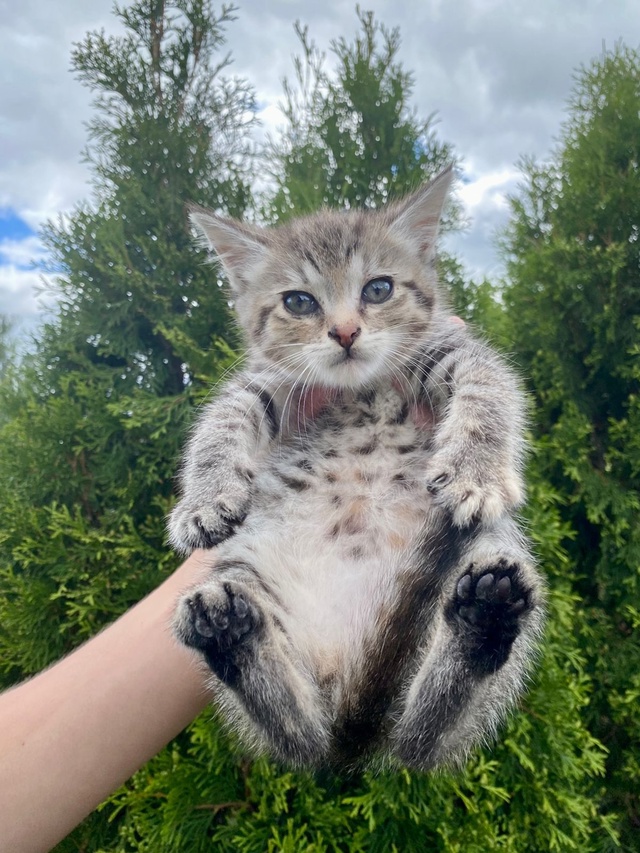 Ищет дом котёнок, девочка.
Найдена на улице, очень чист?...
