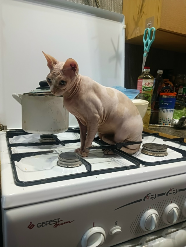 Всратые дети: Хром и Лапочка. Если Хром свой интеллект ?...