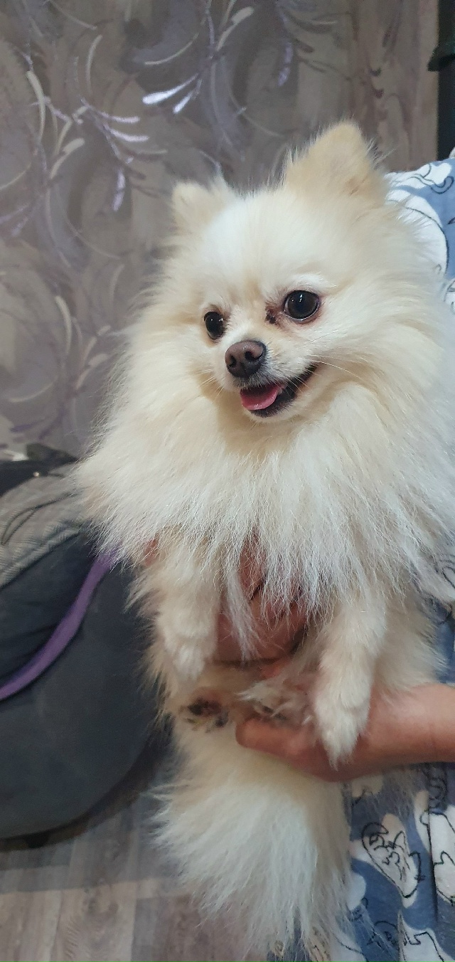 Нашли шпица. Хозяин, отзовитесь срочно.
Мой номер 8-996-945-...