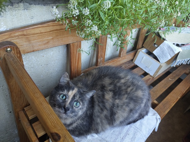 Сайленс, Сало, Сальчичон, #салокрасоты
Главный цветоче?...