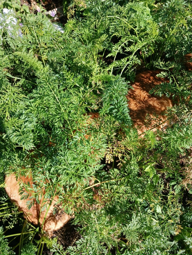 Живая морковь, количество: 2 штуки, вес:10 килограмм