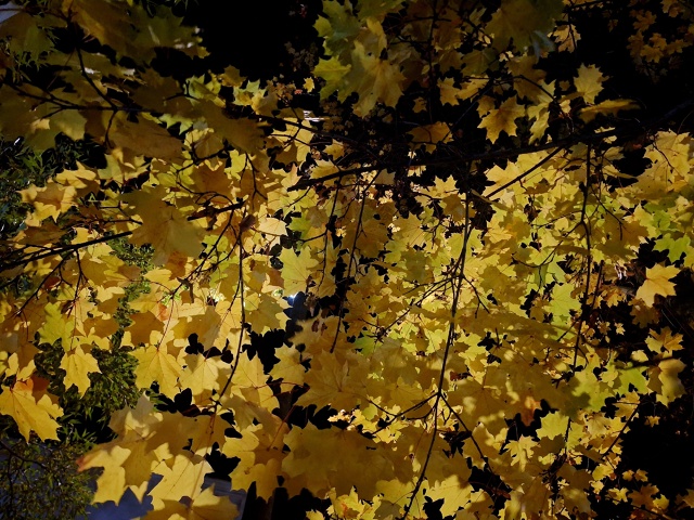 ✨️Моменты осени🍂 город Родники✨️🍁