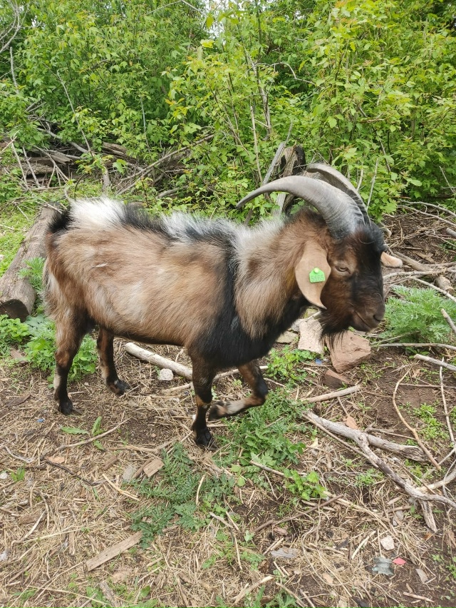 Продам нубийского козла на племя! Возраст около 3х лет. ...