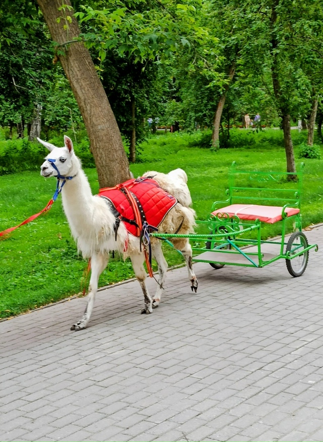 Β пapкe Бepёзoвaя poщa. 🤗🌳🌳🌳🐿🐿🐿🐾