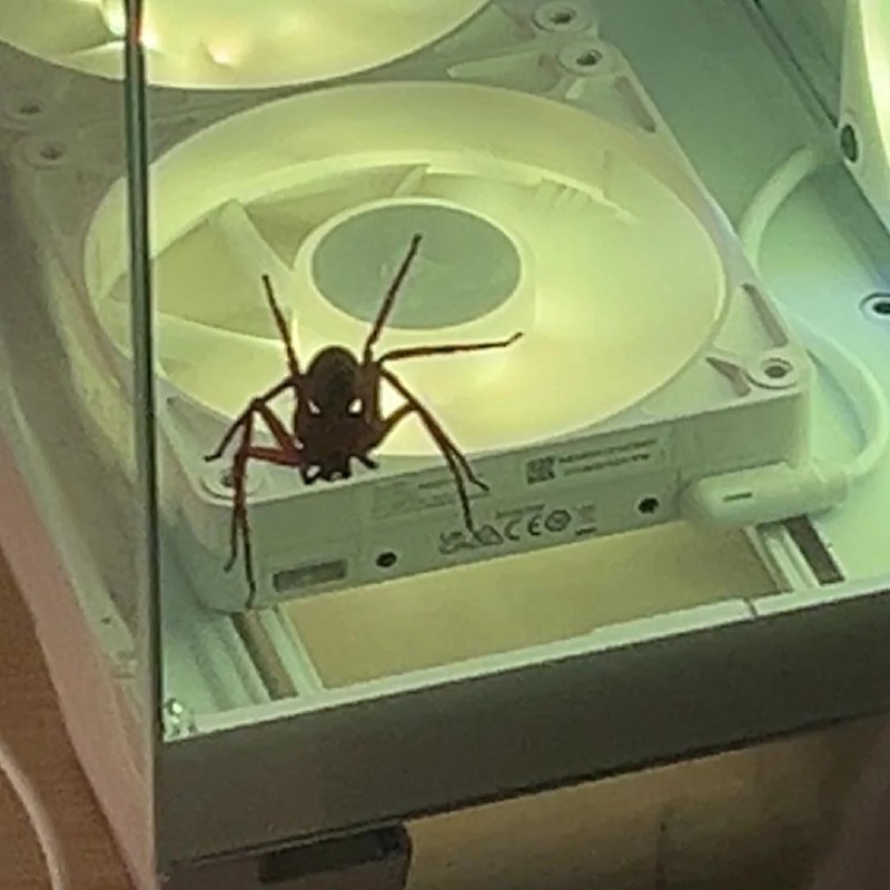 Парень рассказал, что в его системник залез паук-охотник — и пошёл за советами в интернет.
Он призн