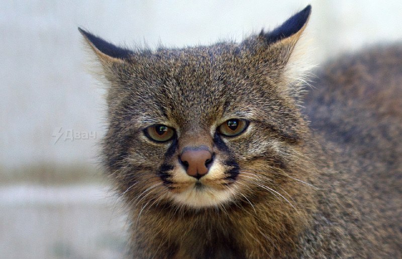 Забудьте на время о новостях и посмотрите, какая смешная мордочка у пампасской кошки