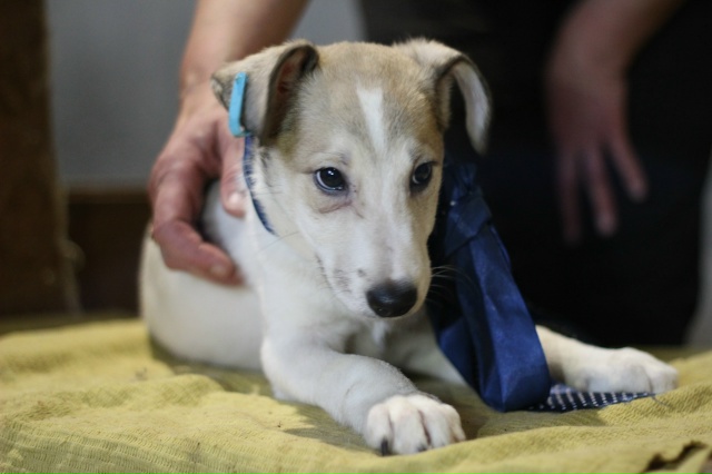 Вот такой чудесный малыш ждёт свой Звёздный час под ?...
