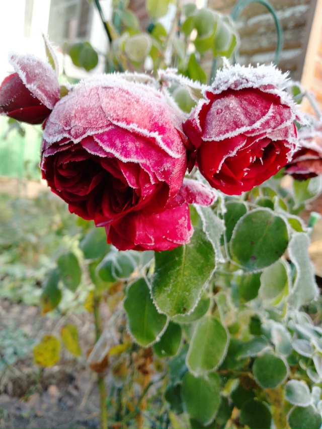 Нас утро встречает прохладой