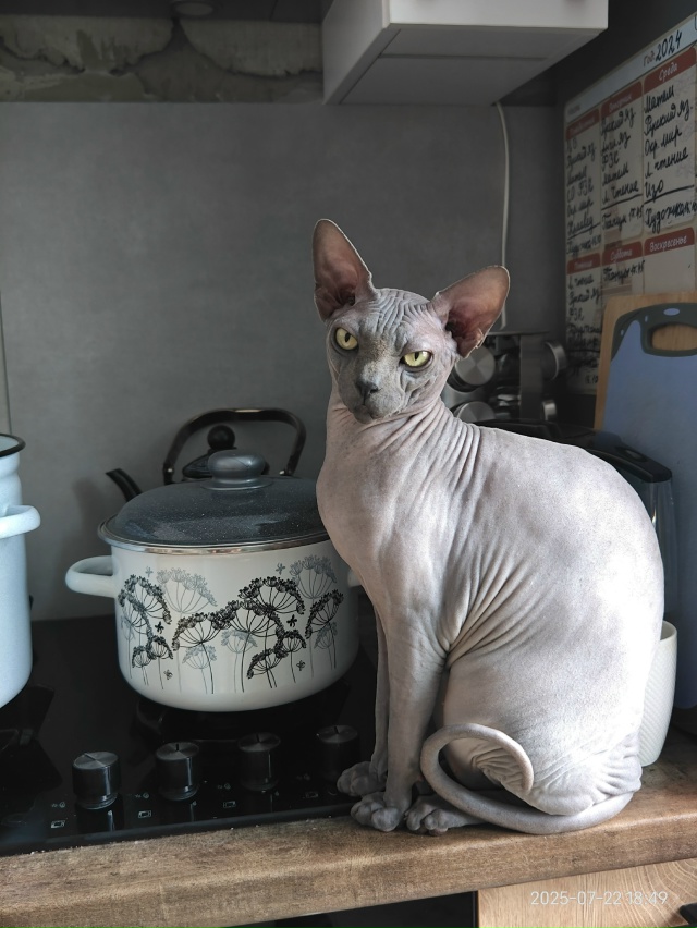 Кит,следит за процессом готовки .