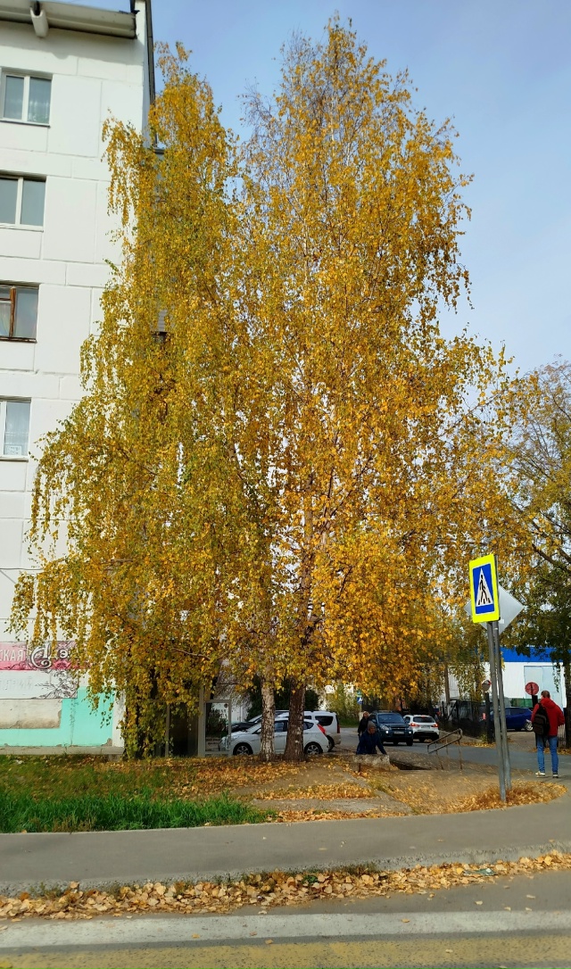 В городских дворах🍂🍁🍂
Автор: Светлана Льдокова