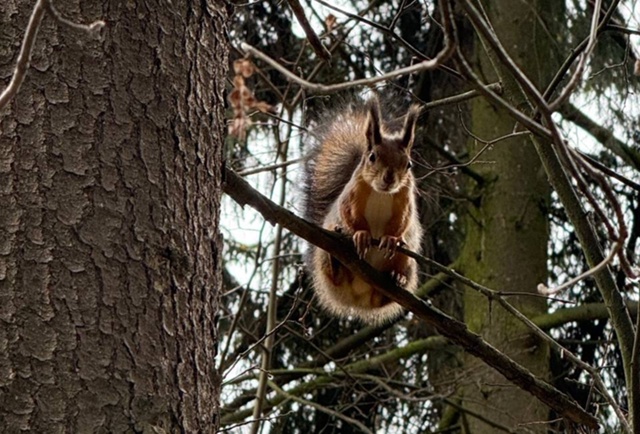 🐿 Пушистая жительница Ольгинского лесопарка ждёт от ?...