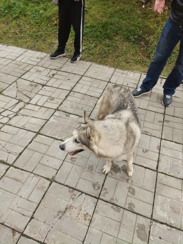 На Бережке дом 4 бегает хаски, примерно в 11 часов видели...