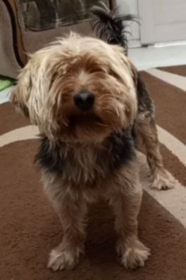 Помогите найти друга!!! 2 октября пропала собака йоркши?...