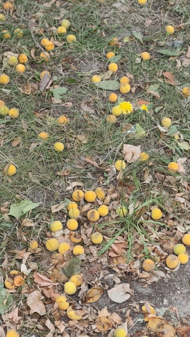 😍 В Копейске посыпались настоящие абрикосы — прямо с ...