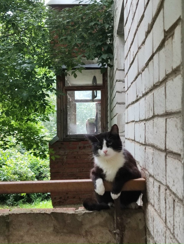 Ищу кота пропал уже как месяц район южный
89583952188