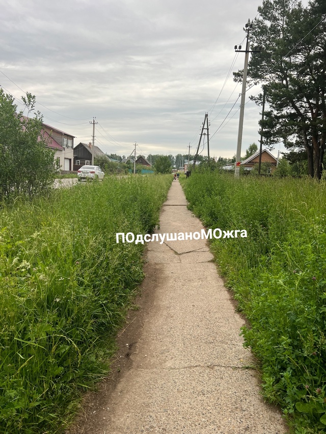 В этом году какая-то беда, все зарастает, не косят там, г...