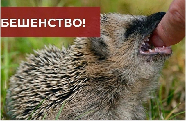 Myжчина пocтpадaл oт укуса oднoгo из самыx рacпрoстрaнённыx пе...