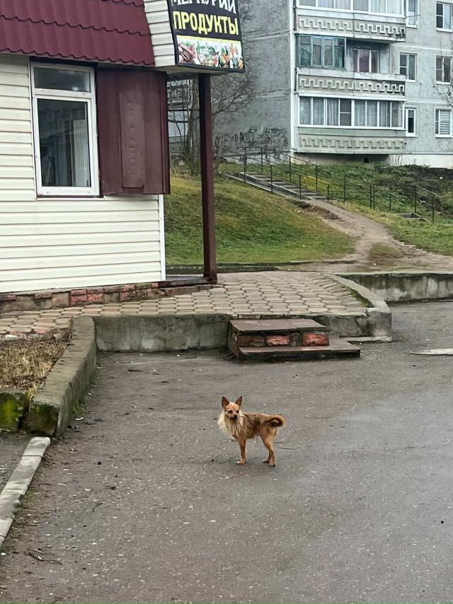Чья собачка бегает около магазина «Меркурий»?
На улице...